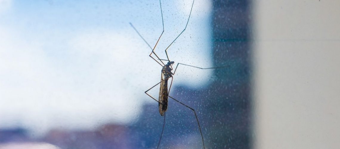 רשתות נגד יתושים